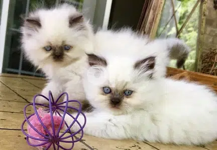 Himalayan Kitten Long Hair