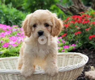Cockapoo puppy imported