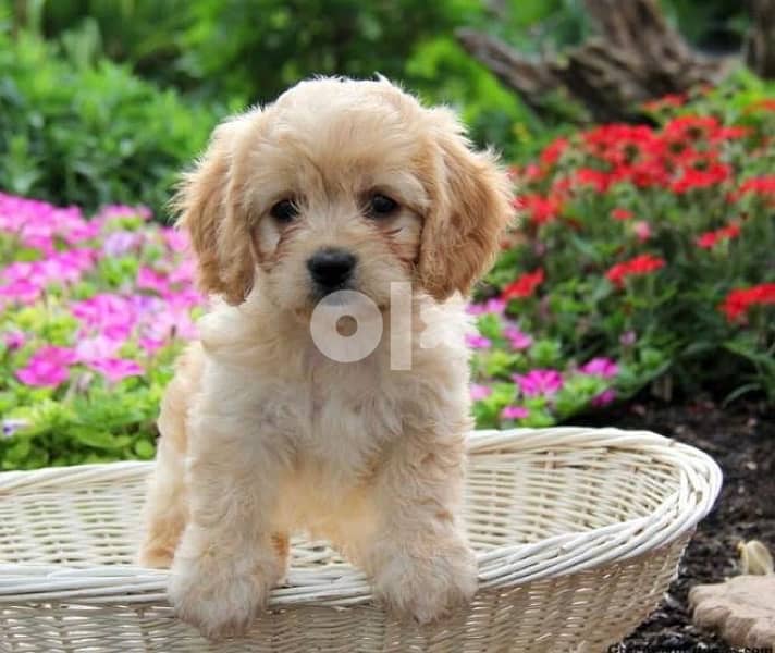 Cockapoo puppy imported 0