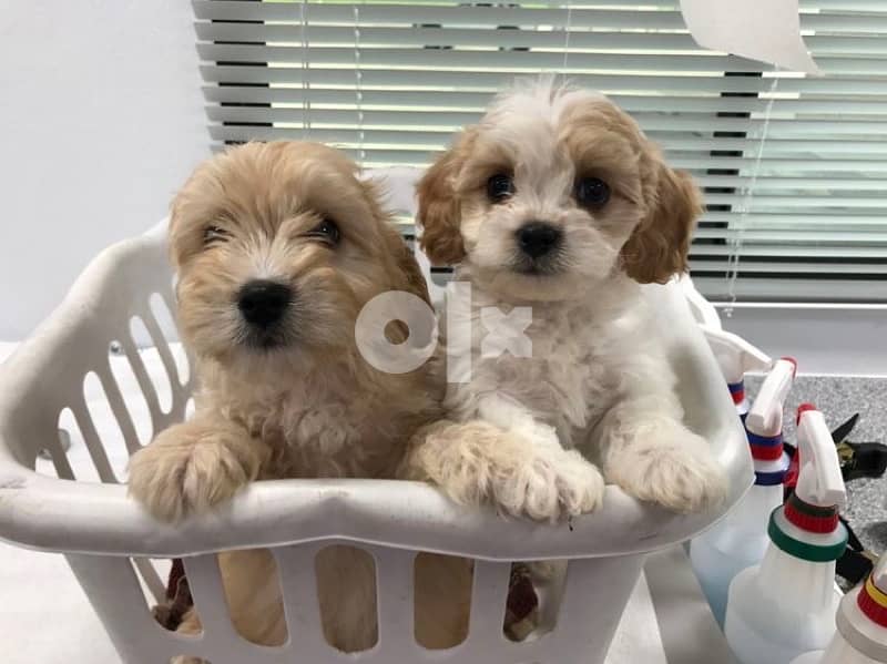 Small Sized Cavapoo imported 0