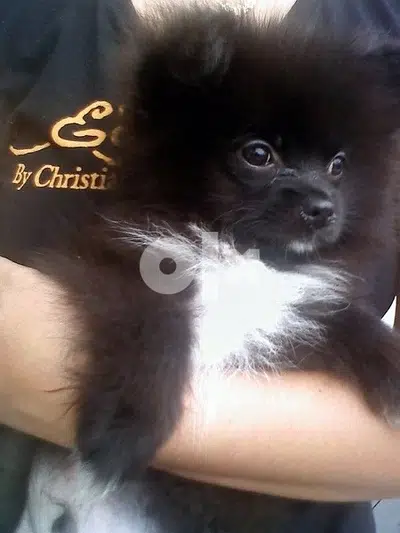 Pomeranian puppy minion size
