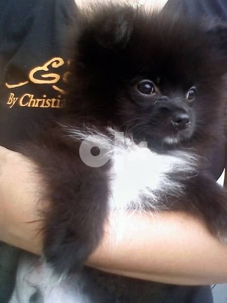 Pomeranian puppy minion size 0