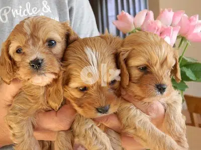 Cavapoo small size imported
