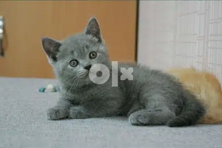 British Gris kitten microchipped