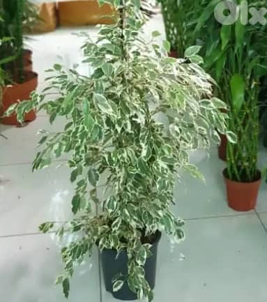 Variegated ficus 0