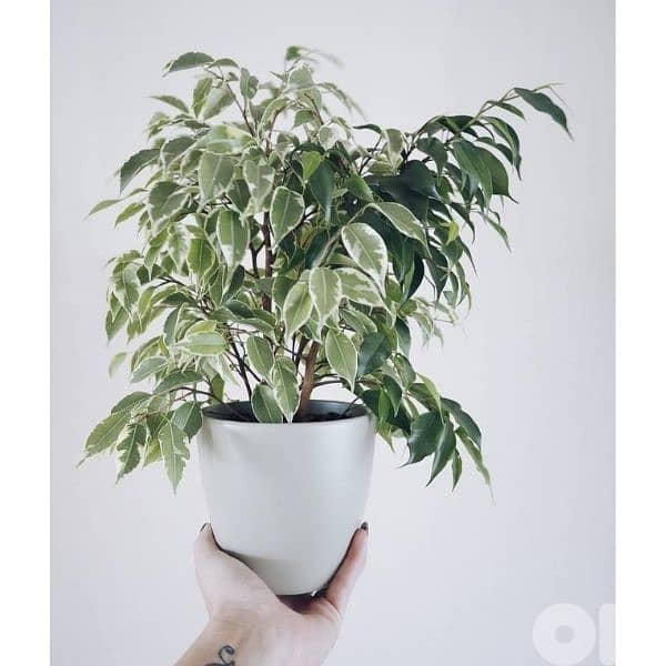 Variegated ficus 1