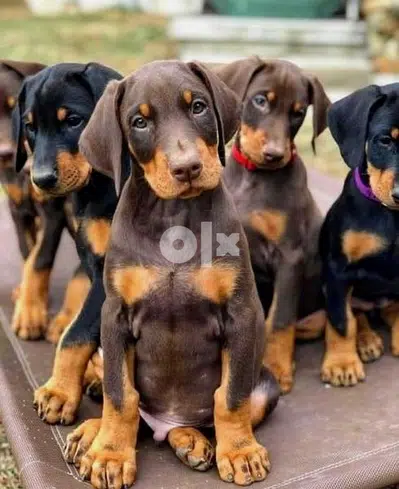 Chocolate Dobermann Chocolate Dobermann