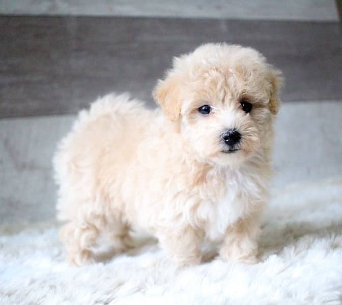 Imported Maltipoo 0