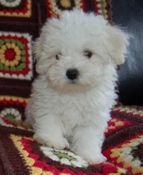 Mini Bichon maltese puppy 0