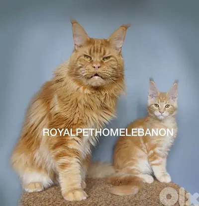 Maine Coon Mainecoon Imported