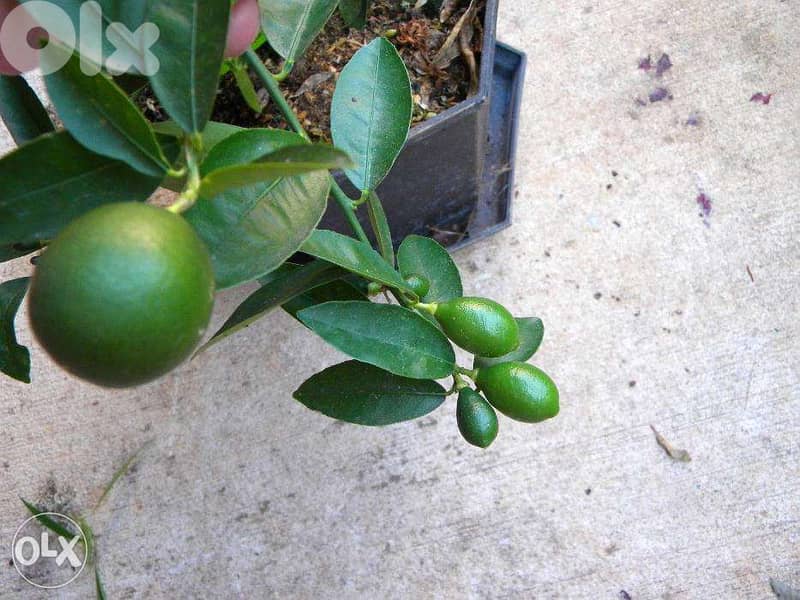 Limequat trees, kumquat and more 0