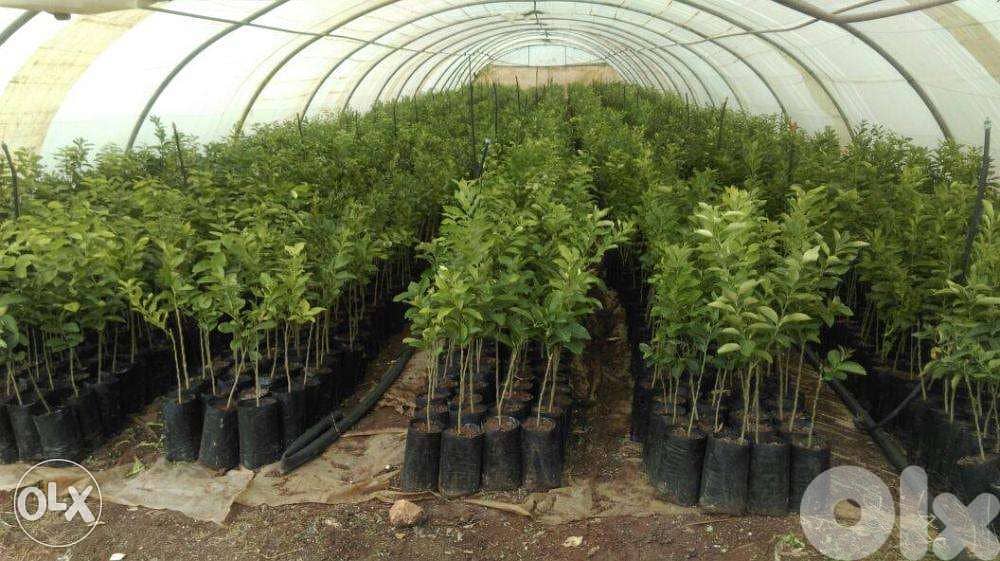 Limequat trees, kumquat and more 1
