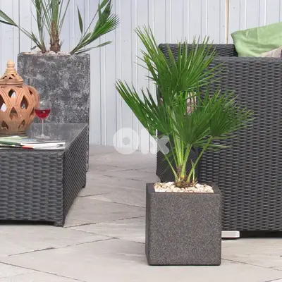 Mediterranean palm