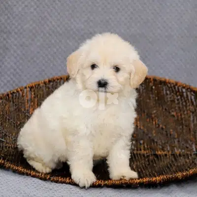 Bichon Maltese small