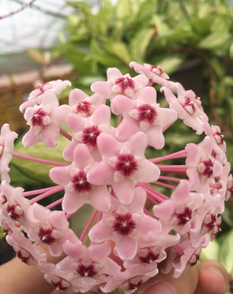 Dutch Hoya/ Wax plant 0