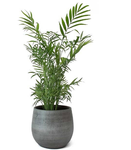 Mexican palm 0
