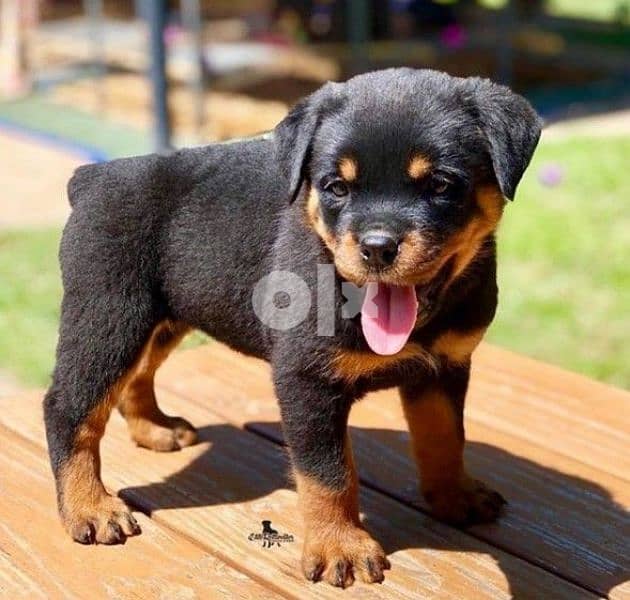 Rottweiler PuppiesNowAvailable 0