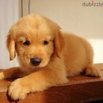 Gold Bear Golden Retriever delivery