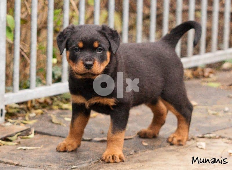 Rottweiler Puppies HighQuality 0