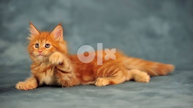Maine Coon Mainecoon WE DELIVEERR 0
