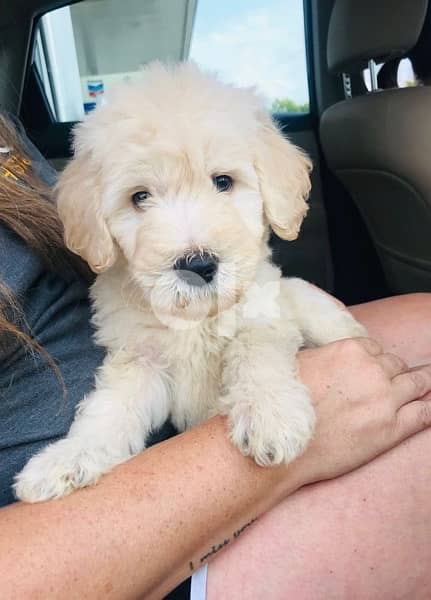 Mini Labradoodle Cream Imported 0