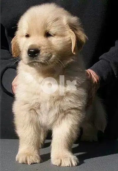 Golden Retriever Delivery to Your Doorstep