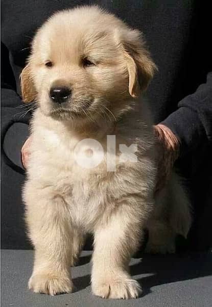 Golden Retriever Delivery to Your Doorstep 0