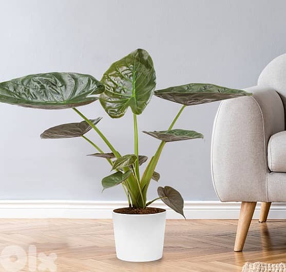 Alocasia Wentii 0