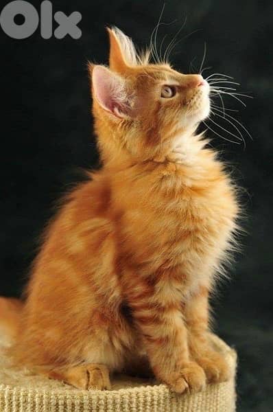 Gold MaineCoon Kitten 0