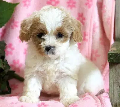 Imported Teacup Cavapoo Brown White Delivery