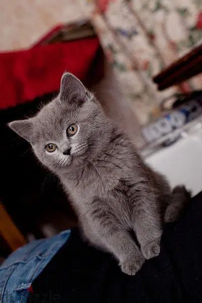 British Kitten Available DELIVERY