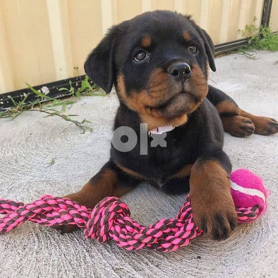 Rottweiler Puppies - Pure High Quality 0