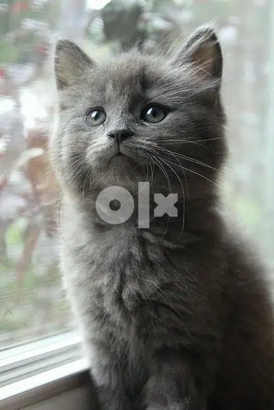 British Grey Kitten DELIVERY