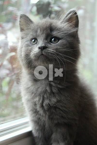 British Grey Kitten DELIVERY 0