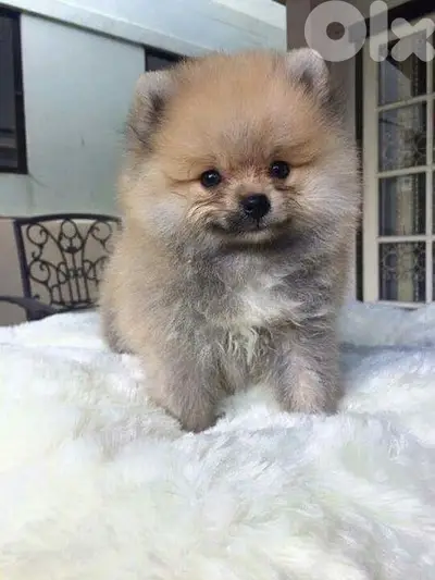 Pomeranian Puppies Brown Small size /dog كلاب