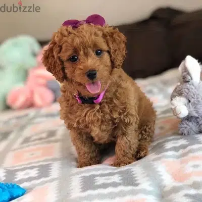 Poodle Imported plus Delivery