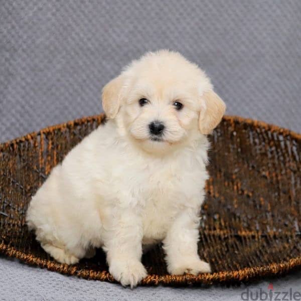 Bichon Maltese Mini CUTE Dog كلاب 0