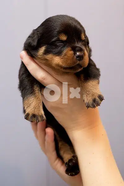 Rottweiler - Puppies