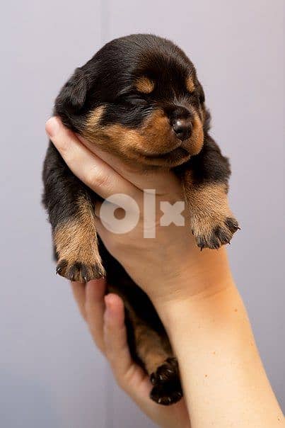 Rottweiler - Puppies 0