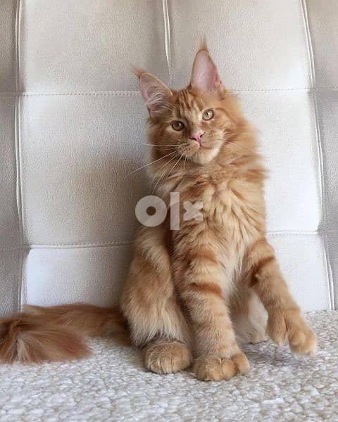 Maine Coon Orange Available 0