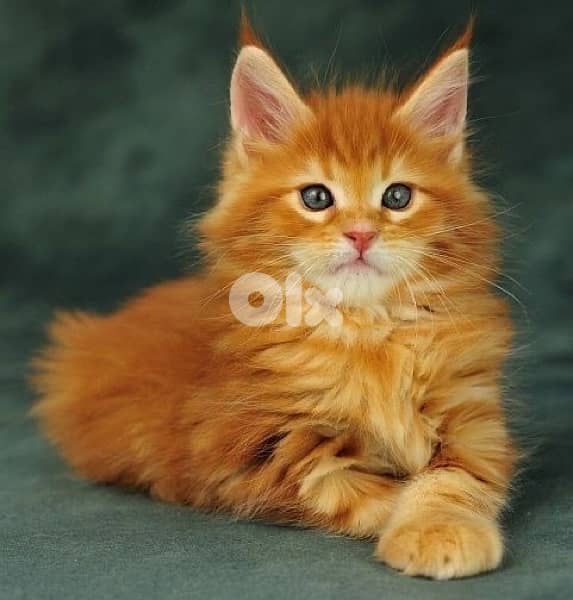 orange MaineCoon GIANT kitten 0