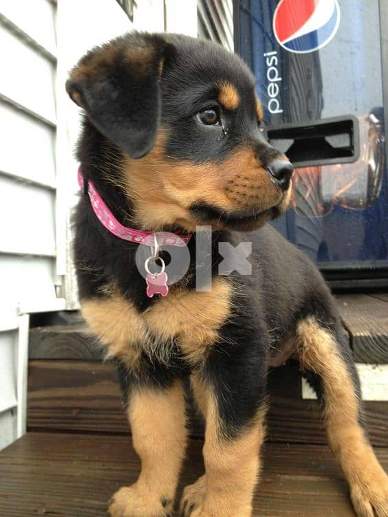 Rottweiler High Quality 0