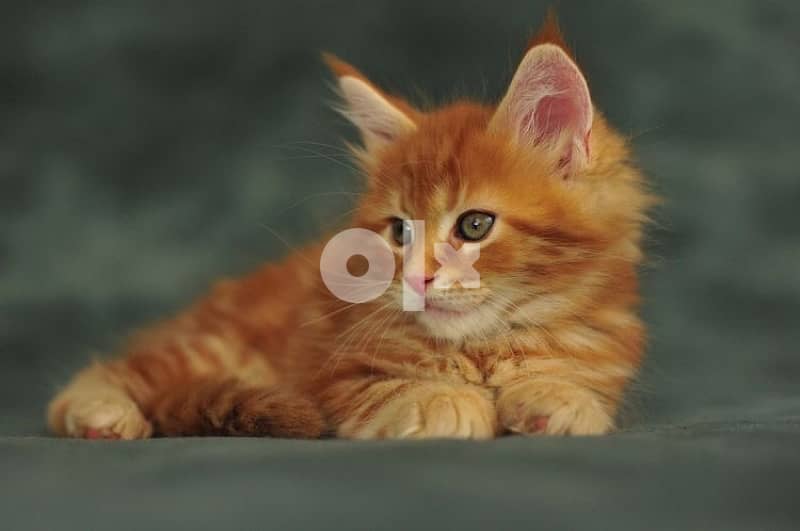 Orange MaineCoon 0