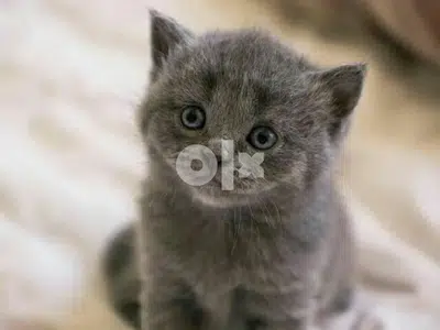 British Grey Gorgeous Cat Kitten