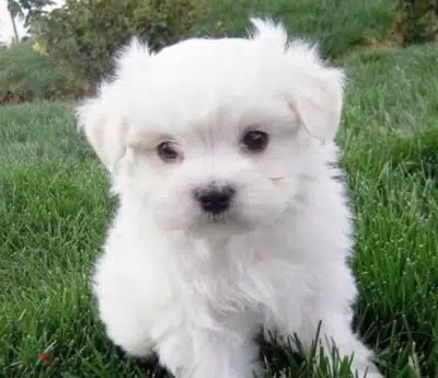 Mini Maltese cutest plus delivery