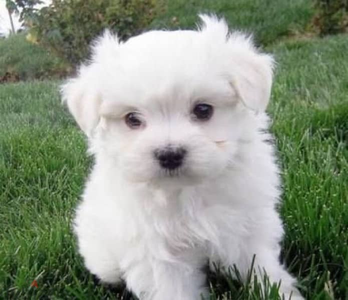 Mini Maltese cutest plus delivery 0