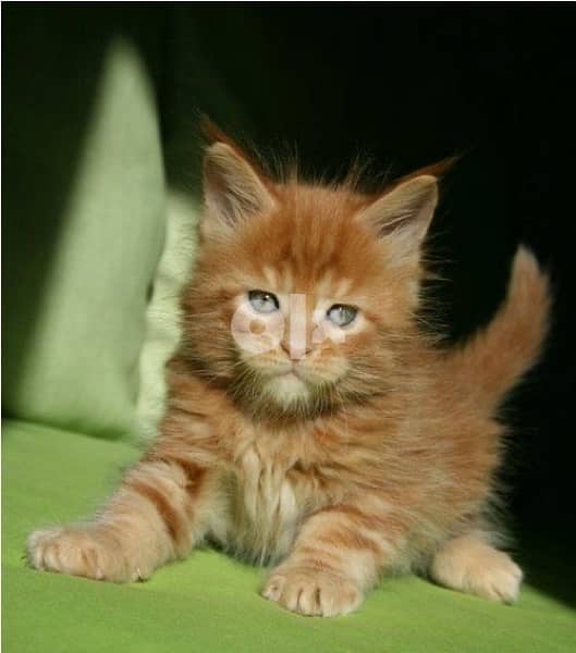 Mainecoon Kitten Imported 0
