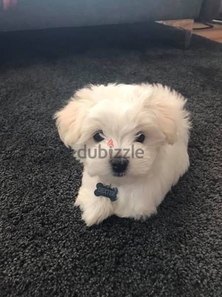 Bichon Maltese mini  Dog كلاب 0