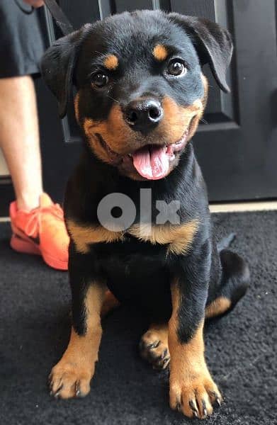 Rottweiler Puppies HighQualityavailable 0