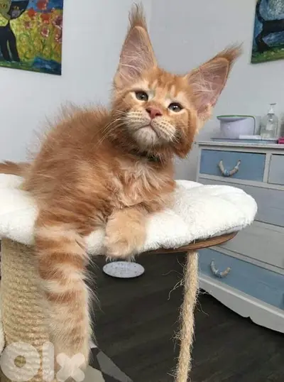 Mainecoon kitten